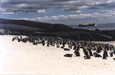 Penguins on the way to Cape Point