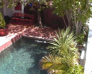 Pool and Trees